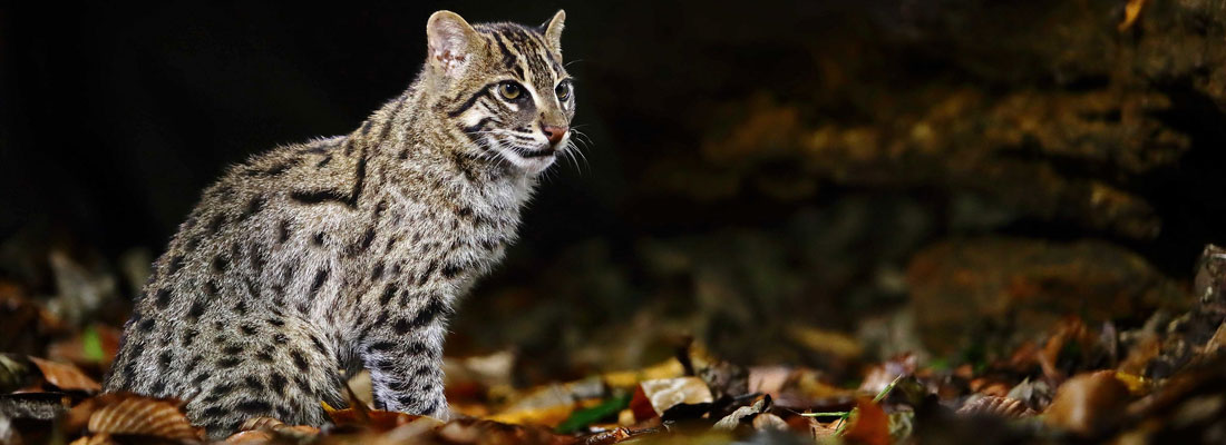 WNPS lecture: secretive lives of small wild cats