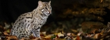 WNPS lecture: secretive lives of small wild cats
