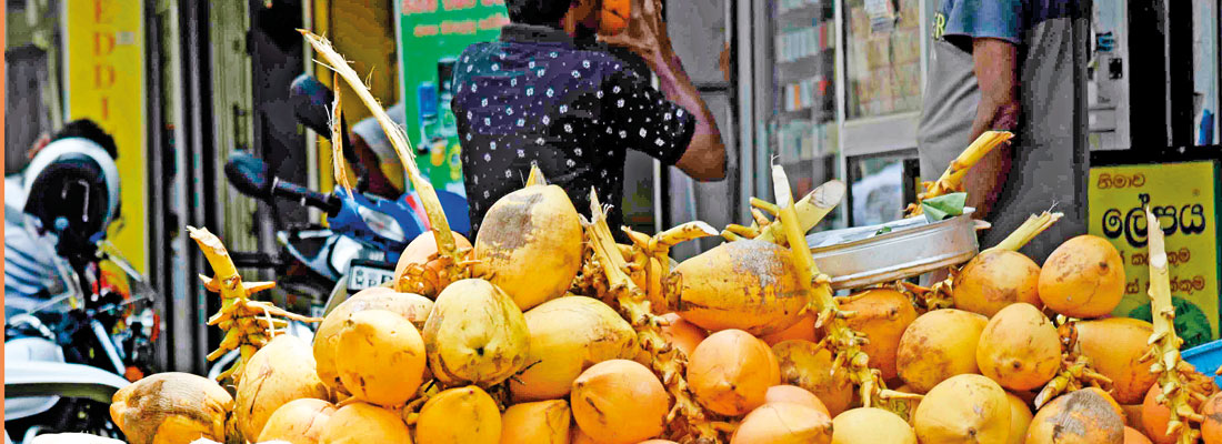 Lack of inputs, policy bungling contribute to volatile price of coconuts and oil