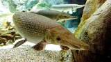 Fishcide warning for Kandy lake: Alligator Gar can eat up all other fish in one month