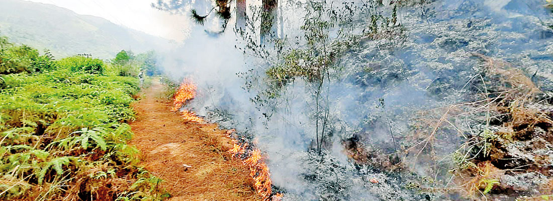 Wilful forest fires devastate land and wildlife
