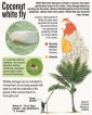 Hot weather brings bad news of white fly infestation in coconut trees