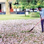 Carpet of pink: Colombo University