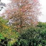 Burst of pink: Vihara Maha  Devi Park (above and below).  Pix by Indika Handuwala