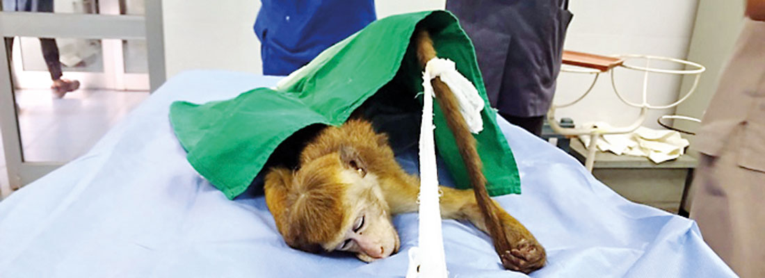 Pera vets successfully insert contraceptive loop in monkey