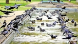No drastic increase in city crows in spite of garbage issues