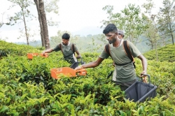 New tech on tea plantations