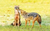 Sri Lanka’s Jackal  to finally get its day