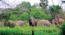 Roaming herd raises concern among villagers