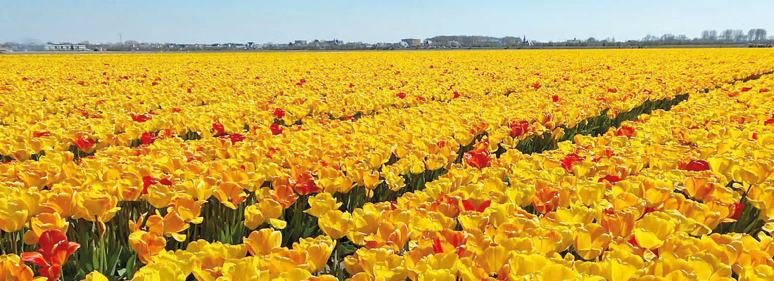 Flowers  from China