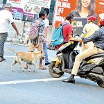 Narahenpita A disciplined doggy Pix by M A Pushpa Kumara