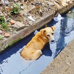 Mattakkuliya Dog days of summer Pix by Eshan Fernando