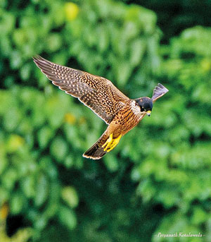 Prerigrine-falcon-spotted-on-17.08