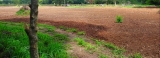 Man claiming to be Govt. supporter allegedly grabs playground, turns it into paddy field Man claiming to be Govt. supporter allegedly grabs playground, turns it into paddy field