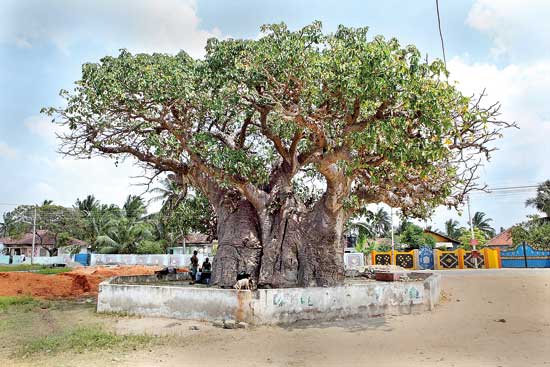 baobab-tree-pic