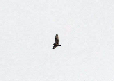 Short-eared-owl-on-Attidiya-31.12