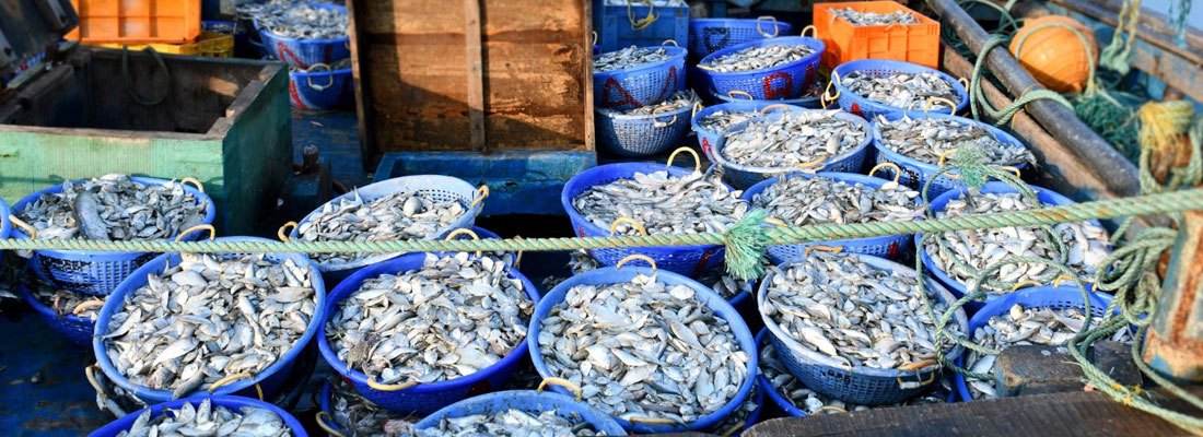 Stop now: Northern fishermen reiterate demands to Tamil Nadu fishermen