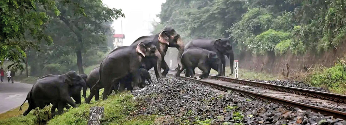 Wildlife to try out Canadian radar gear at danger zone for elephants