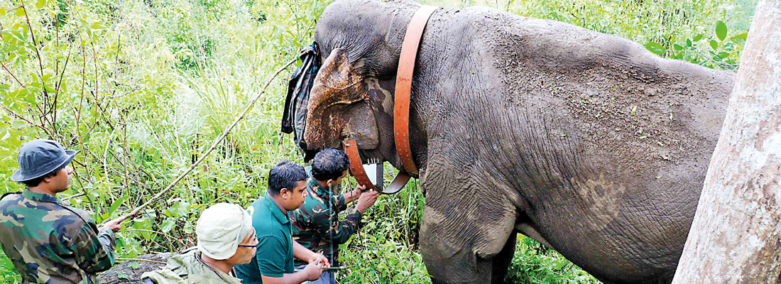 Sinharaja loner checks in and goes about on its rounds