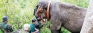 Sinharaja loner checks in and goes about on its rounds