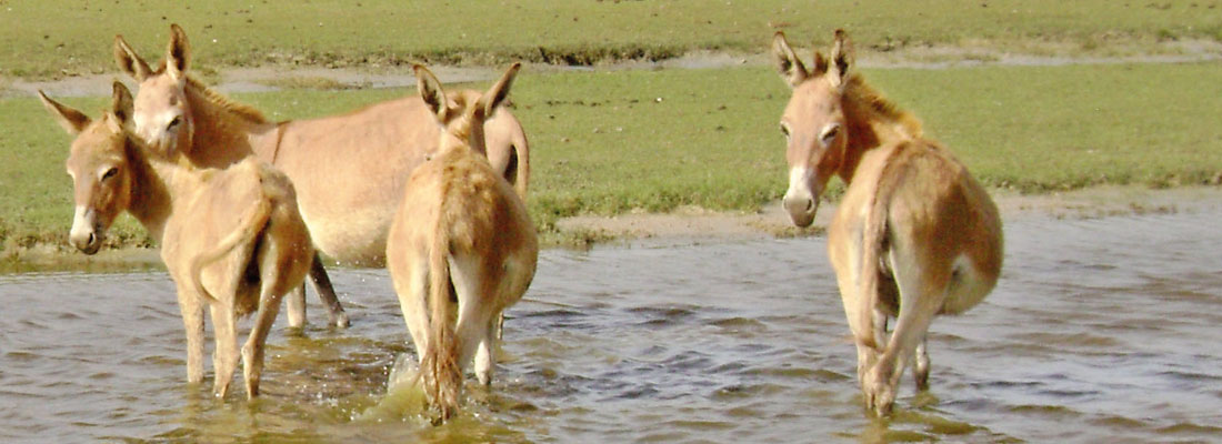 Kalpitiya’s donkeys to be tapped for milk industry