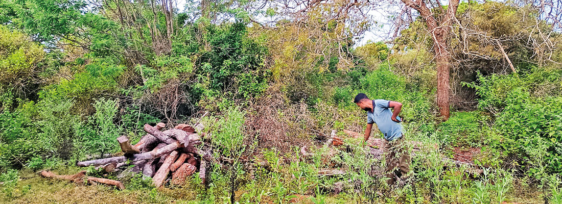 Largescale logging racket raided within buffer zone of Wilpattu