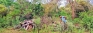 Largescale logging racket raided within buffer zone of Wilpattu