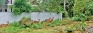 Homagama gets antlers in a tangle over deer