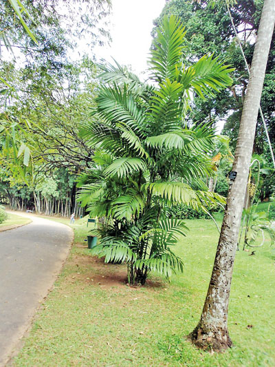 For-BOX-STORY---Invasive-Areca-triandra-(c)-Flora-of-Sri-Lanka_16-