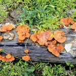 Dash of colour: Wild mushroom