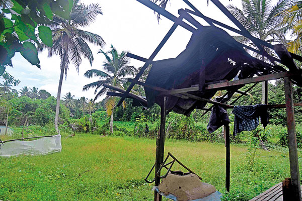 abandoned-paddy-farm-due-to-deer-issues-(2)