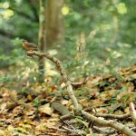 Spot the Brown-capped babbler. Pic by Luxshman  Nadaraja