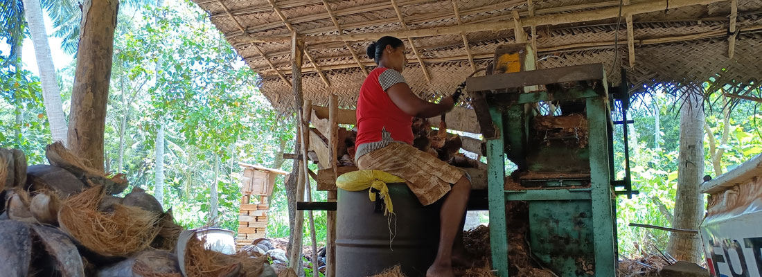 Puttalam’s coconut husk industry in peril as big-timers bypass domestic producers