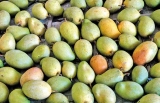 Mangoes with a Sri Lankan passport Mangoes with a Sri Lankan passport