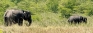 Country folks in the cities