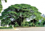 The shade tree The shade tree