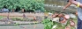 Dengue and chikungunya on the rise but no official figure on latter