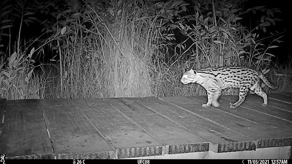 Camera-Trap.-Fishing-Cat