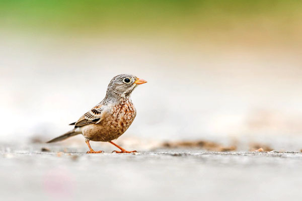 Grey---necked-Bunting---Nawala-urban-wetland-park