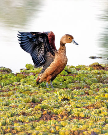 Lesser-Whistling-Duck