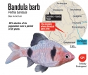 The disappearing Bandula barb’s hilly home range protected The disappearing Bandula barb’s hilly home range protected
