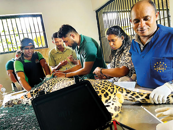 Prepairing-the-male-leopard-for-semen-collection