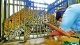 Leopard breeding programme starts with a captive pair Leopard breeding programme starts with a captive pair