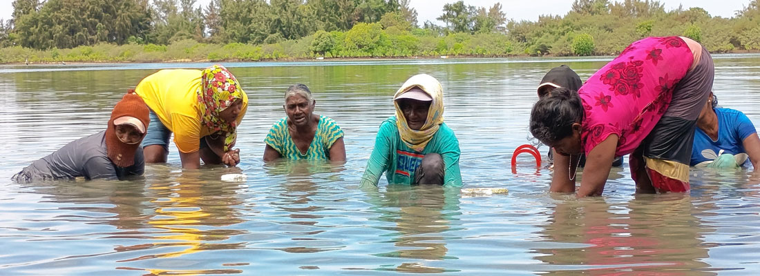 Clam collectors, deep in mud and poverty, struggle for survival