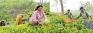 Women remain constrained by persistent pay gulf