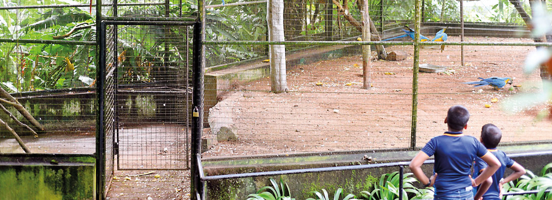 No breakthrough: Mystery continues over the missing macaw