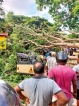 Three injured,traffic blocked by tree collapse Three injured,traffic blocked by tree collapse