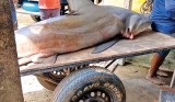 Kalpitiya Fishermen net sharks in off season Kalpitiya Fishermen net sharks in off season