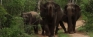 Govt. ignoring underlying causes worsens human-elephant conflict