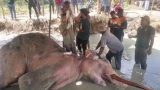 Saving Bathiya an uphill task Saving Bathiya an uphill task